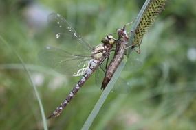Dragonfly Insect macro blur