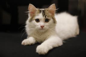 Kitty Animal Cat
