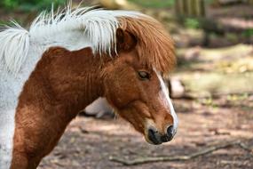 Horse Animal Mammal