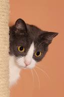 Cat Pet Animal Domestic