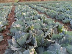 green ripe cabbage in the garden
