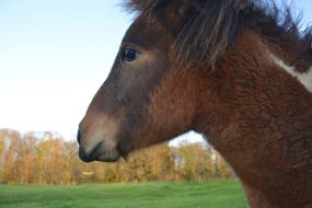 brown Pony portrait, Profile