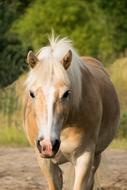 Horse Animal Portrait