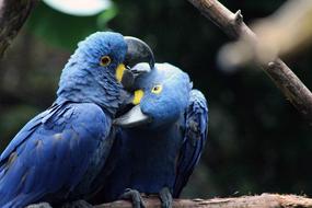 blue parrots in the trees