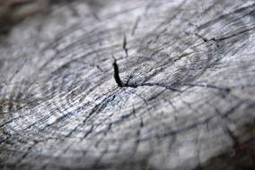 Wood Texture cracked