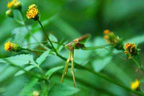 Mantis Insect Bugs in the garden