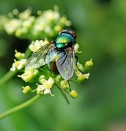Fly Insect Pest