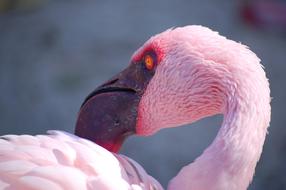 Flamingo Zoo Bird
