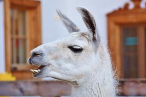 Lama Head Animal