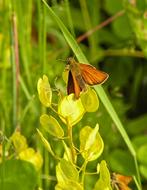 Butterfly Skipper Meadow