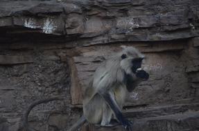 Monkey Wildlife Animal