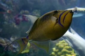 Fish Aquarium Underwater