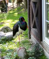black stork in nature