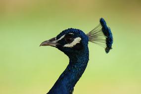 Peacock Bird Close Up