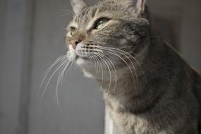 Cat Thinking Animal