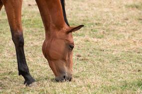 horse eats grass in a field