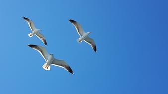 Seagulls at sky flight