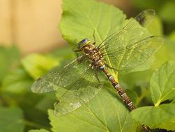 Dragonfly Darner Insect