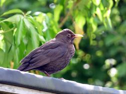 Blackbird Bird Nature