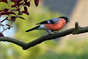 Animal Bird Bullfinch
