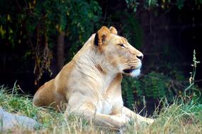 Lioness Lion Tiger