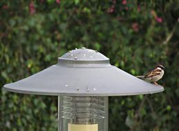 Lantern The Sparrow Bird
