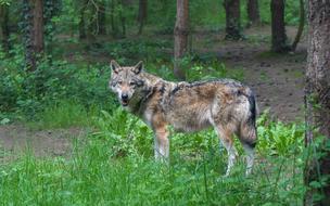 Wolf Predator Grey