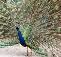 Peacock with a colorful beautiful tail