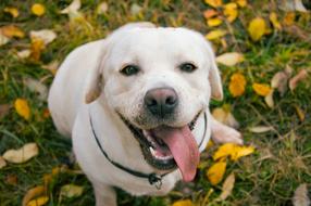 Labrador Autumn Puppy