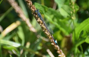closeup view of Insect Dragonfly in Nature