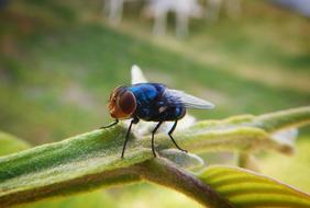 Fly Insect macro picture