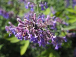 Ant Insect Garden