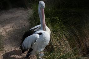 Bird White