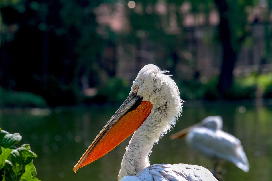 Pelikan Bird Animal