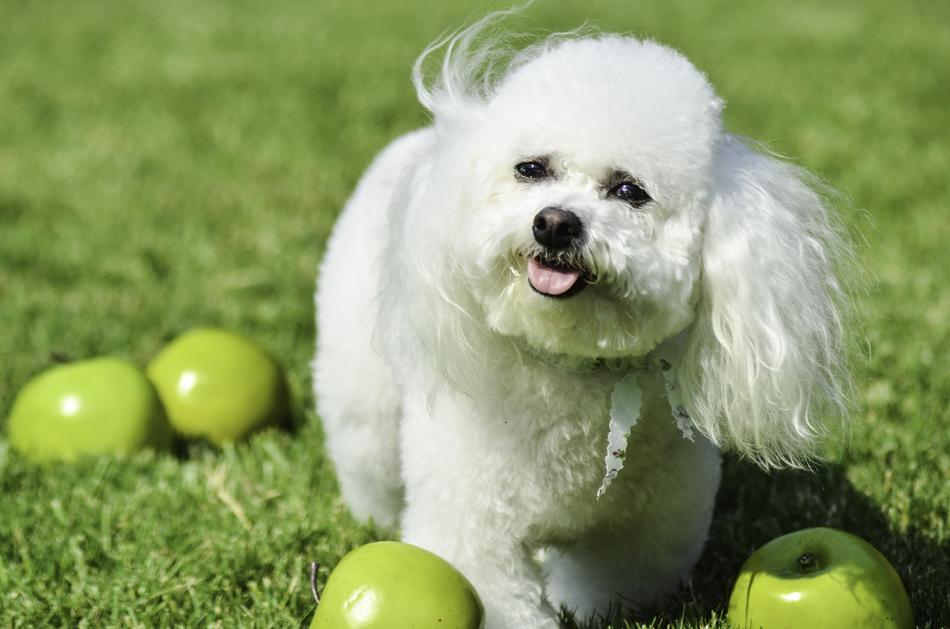 Small Dog White Fluffy