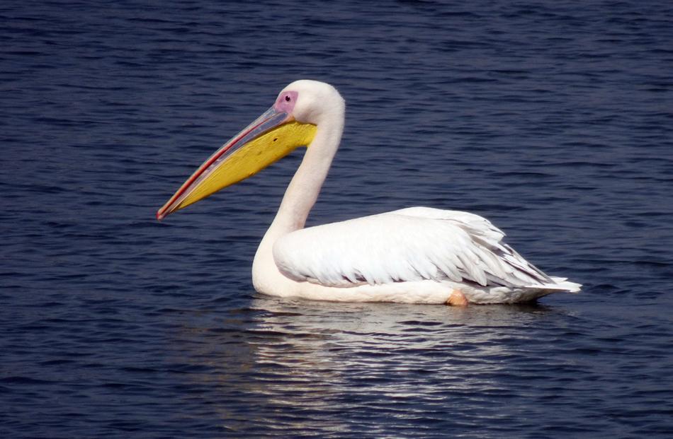 Bird Great White Pelican macro