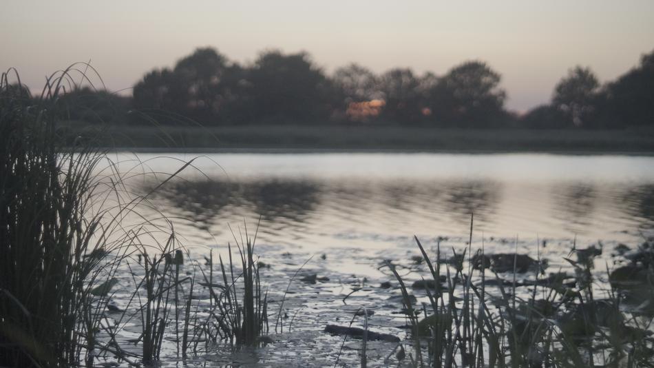 Sunset River Reed