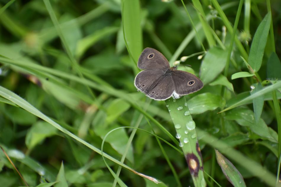 Butterfly Insect on grass