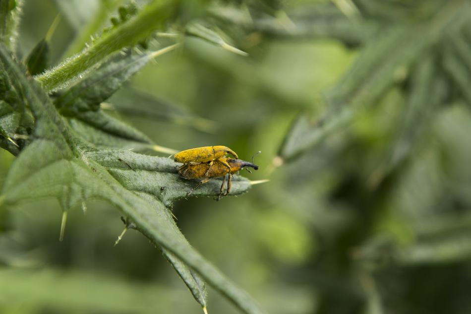 Insect Leaf Nature