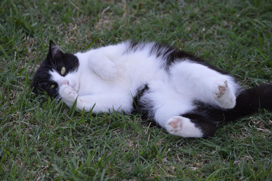 Cat Outside Grass