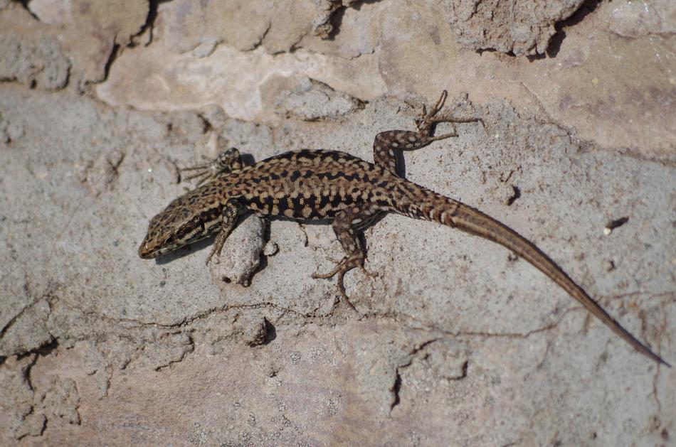 Lizard Reptile on stone wall