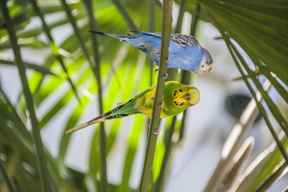 colored parrots in the garden