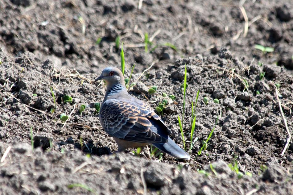 Turtle Dove Streptopelia Turtur