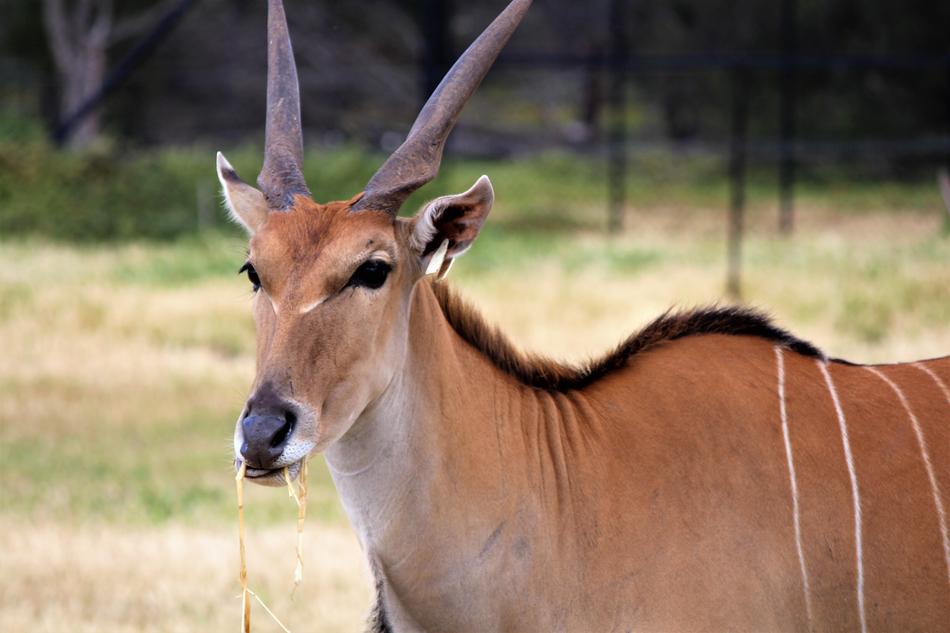 Deer Zoo