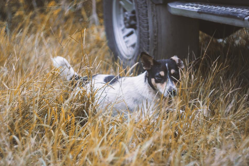 Dog Helios Helios44