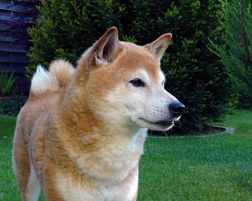 Dog Head Light Brown Animal