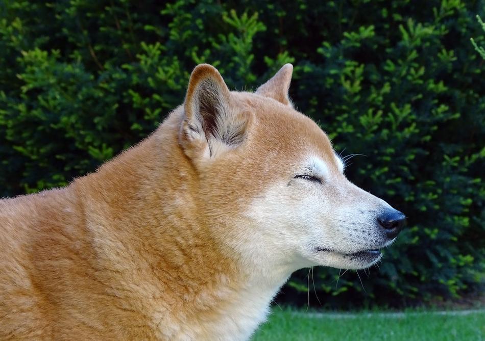 Dog Head Light Brown Animal