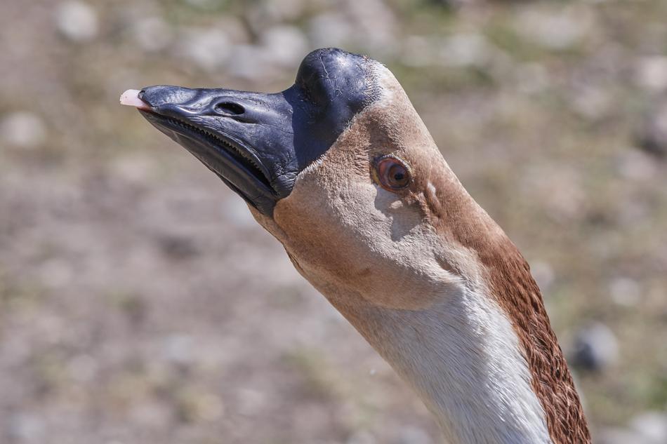 Goose Head Bird