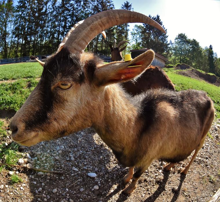 Fisheye Goat Animal