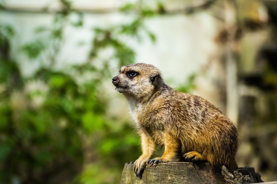 Surykatka Zoo Portrait